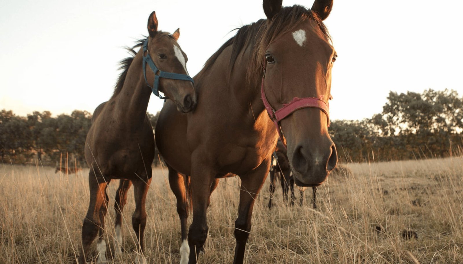 Prohíben trasladar caballos desde Santa Fe y Corrientes para frenar un virus que puede afectar a los humanos