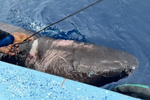 Reapareció el animal más viejo del mundo: se trata de un tiburón nacido en 1505