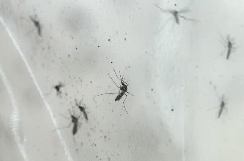 Dengue: 16 casos fatales y más de 22 mil infectados en todo el país en los últimos seis meses